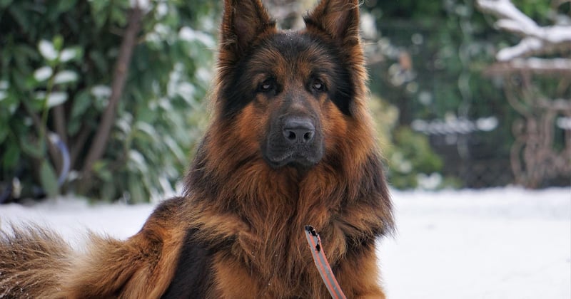 Sécuriser un escalier pour un vieux chien : 7 solutions simples et efficaces
