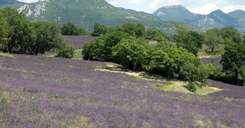 Où camper près des champs de lavande dans la Drôme en 2026 : huit adresses testées hors saison en van